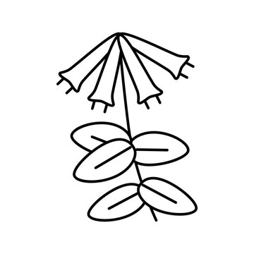 honeysuckle liana line icon vector illustration