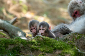A family of Japanese monkeys in Arashiyama, Kyoto.