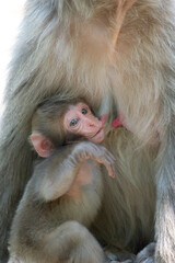 A baby Japanese monkey drinks milk from its mother on Arashiyama, Kyoto.