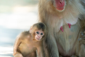Arashiyama in Kyoto, Japan Japanese macaque monkeys parent and child