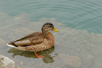 Duck on a stone bottom in the turquoise water of a marble lake in Karelia