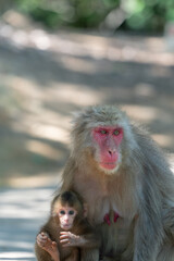 Arashiyama in Kyoto, Japan Japanese macaque monkeys parent and child