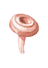 niscalo, pink wolf, chanterelle, lamellar mushrooms, gourmet cuisine, vegetarian, autumn mushrooms isolated on white background for printing