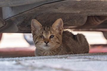 a small stray kitten with a beaten eye hides from fear under a car standing in the parking lot. A cowardly little cat, Stray animals.