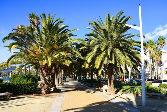 Walking path with palm trees in the city park. Alley with palm trees and paws for relaxing in the city park.