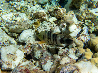Beautiful inhabitants of the underwater world in the Red Sea, Hurghada, Egypt