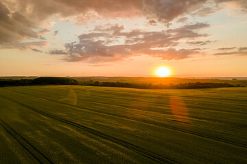 Aerial landscape view of yellow cultivated agricultural field with ripe wheat on vibrant summer evening