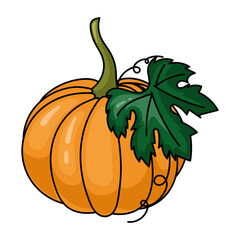 Fresh pumpkin on a white background. Harvesting for the winter. Autumn harvest. Vector illustration