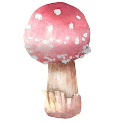 Mushroom watercolor hand painted