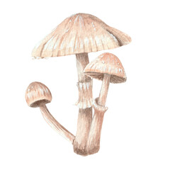 Mushroom watercolor hand painted