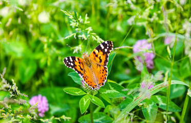 Fototapeta na wymiar Butterfly Painted Lady (Vanessa cardui) closeup on green blurred background. Butterfly (painted lady or vanessa cardui) perched on flowers.
