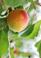 Ripe orange and red apricot on a branch. Ripe apricot grow on a branch among green leaves