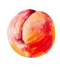 watercolor illustration of an peach