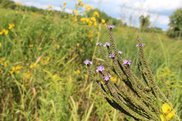 Blue vervain with yellow flowers in the background at Blackwell Forest Preserve in Warrenville,...