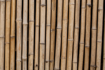 Fototapeta premium Bamboo wall, Bamboo fence background.