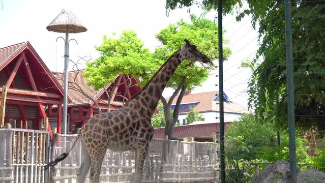 Giraffe at reserve 