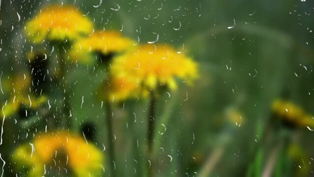 Dandelions outside the window during the rain.