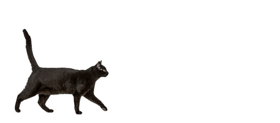 Black cat walking isolated on a transparent background - Powered by Adobe