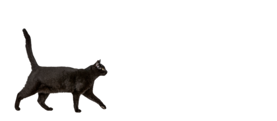 Black cat walking isolated on a transparent background