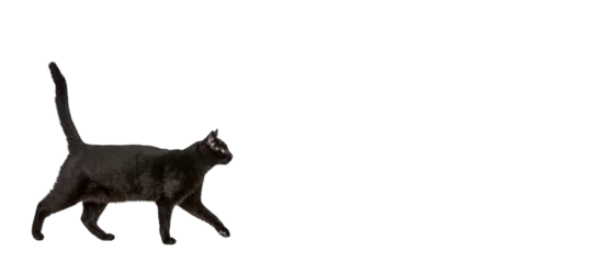 Foto op Plexiglas anti-reflex Black cat walking isolated on a transparent background © Eric Isselée