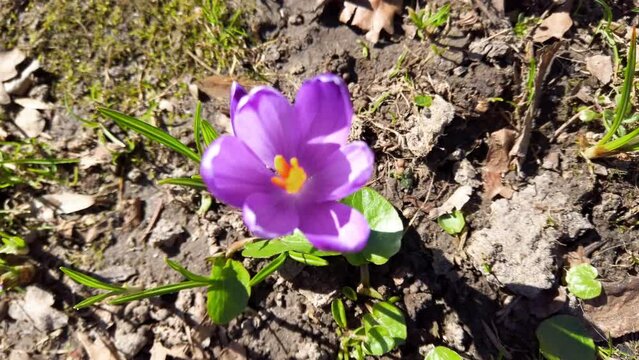 Spring crocus in the park.
