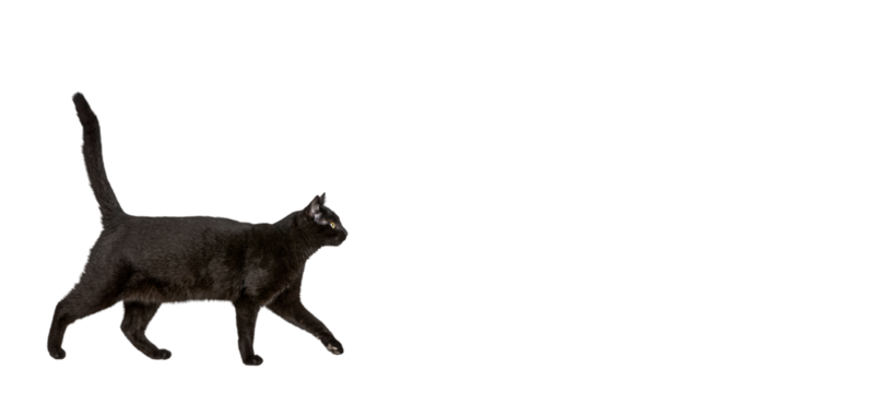 Black cat walking isolated on a transparent background
