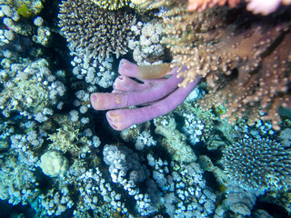 Beautiful inhabitants of the underwater world in the Red Sea, Hurghada, Egypt