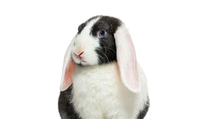 Headshot of a Black and white lop rabbit blue eyed