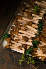 Fresh forest morel mushrooms