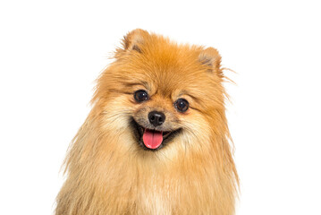 Red Pomeranian dog panting, looking at camera, with happy expression