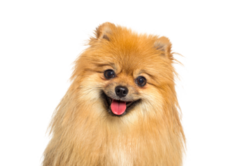 Red Pomeranian dog panting, looking at camera, with happy expression