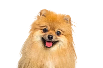 Deurstickers Red Pomeranian dog panting, looking at camera, with happy expression © Eric Isselée