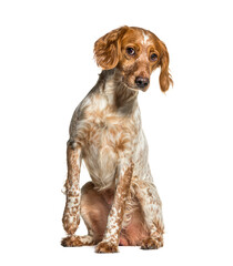Brittany dog, epagneul breton, looking at camera, sitting - obrazy, fototapety, plakaty