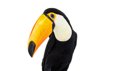 Headshot of an exotic Toucan toco bird - obrazy, fototapety, plakaty