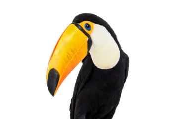 Afwasbaar Fotobehang Toekan Headshot van een exotische Toucan toco bird