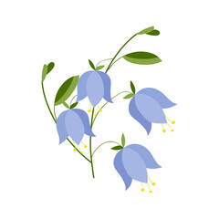 Bell flower. illustration blue flowers Bell isolated in white background. Bellflower vector flat colorful
