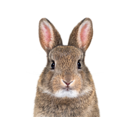 Young European rabbit facing and looking at the camera, Oryctola