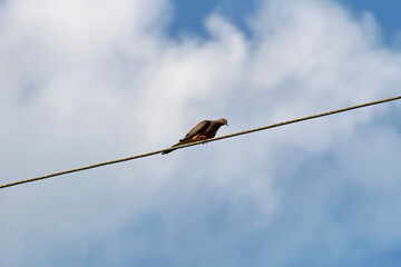 Grey dove pigeon sitting high on phone or electric cable on bright blue sky background