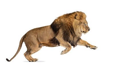Side view of a Male adult lion leaping - 525584751