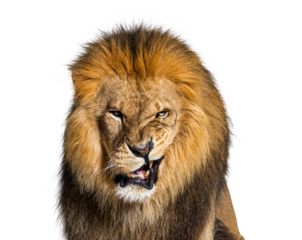 Lion pulling a face, looking at the camera and showing its teeth