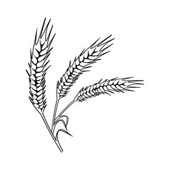 Linear wheat spikelets with grains. Botanical outline drawing of cereal grain crop with seed ears and spikes. Agriculture plant. Vector illustration isolated on white background.
