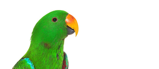 Green amazon parrot bird head shot © Eric Isselée