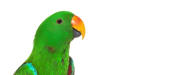Zelfklevend Fotobehang Green amazon parrot bird head shot © Eric Isselée