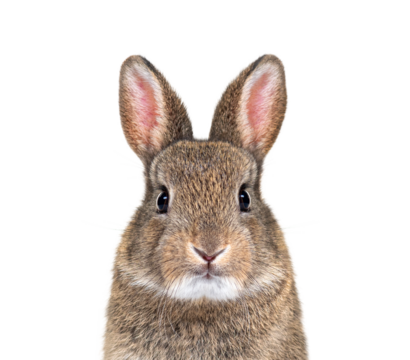 Young European rabbit facing and looking at the camera, Oryctola