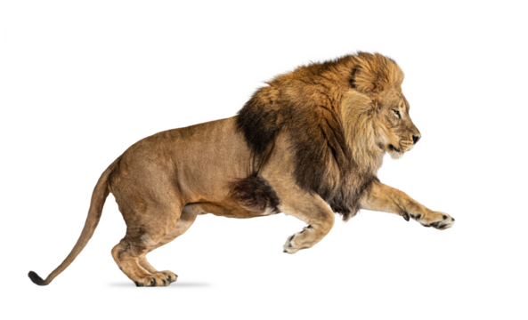 Side view of a Male adult lion leaping
