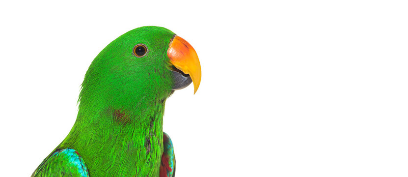 Green amazon parrot bird head shot