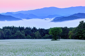 雲海と高杖高原のそば畑