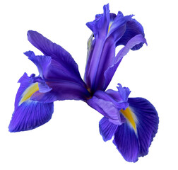 blue iris flower on white background