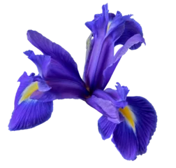 Foto op Aluminium blue iris flower on white background © Igor