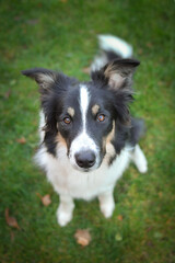 Fototapeta premium Autumn face of tricolor border collie He is so cute in the leaves. He has so lovely face.